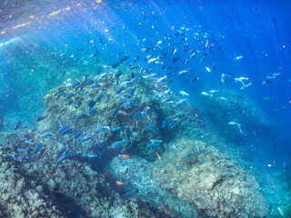 ホウライヒメジ, Whitesaddle goatfish, Parupeneus ciliatus, ニザダイ, Sawtail, Prionurus scalprum, メジナ, Largescale Blackfish, Girella punctata, オヤビッチャ, Sergeant Major, Abudefduf vaigiensis, 他の群れ。 ヒリゾ浜南伊豆町中木