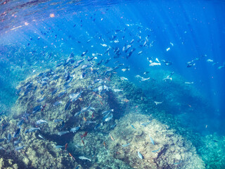 ホウライヒメジ, Whitesaddle goatfish, Parupeneus ciliatus, ニザダイ, Sawtail, Prionurus scalprum, メジナ, Largescale Blackfish, Girella punctata, オヤビッチャ, Sergeant Major, Abudefduf vaigiensis, 他の群れ。 ヒリゾ浜南伊豆町中木