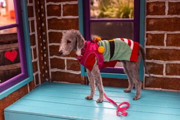 Bedlington terrier dog in a striped christmas sweater stands on a blue wooden surface indoors.