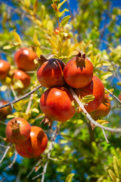 Abstract view of ripe red pomegranates hanging on a tree ready for harvest