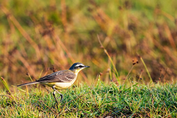 Grey Wagtail Searching for Insects on Ground