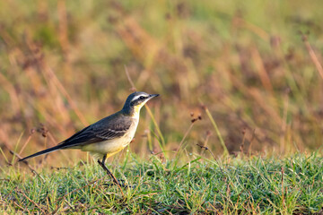 Grey Wagtail Searching for Insects on Ground