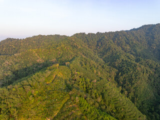 Aerial view forest trees in Phuket Thailand nature background