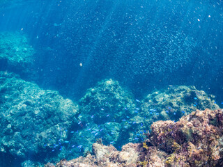 Obraz premium ソラスズメダイ, Heavenly Damselfish, Pomacentrus coelestis, スズメダイ科, キビナゴ, Silver-Stripe Round Herrings, Spratelloides gracilis, ニシン科, 他の群れ。 ヒリゾ浜南伊豆町中木 静岡県伊豆半島-2025 日本有数のシュノーケリングスポット。 夏の数カ月間だけ渡し船で行ける。 水質透明度魚影
