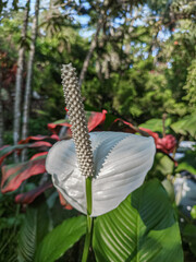 Fototapete bei efototapeten.de bestellen   