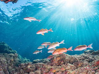 Fototapeta premium ホウライヒメジ, Whitesaddle goatfish, Parupeneus ciliatus, ニザダイ, Sawtail, Prionurus scalprum, メジナ, Largescale Blackfish, Girella punctata, オヤビッチャ, Sergeant Major, Abudefduf vaigiensis, 他の群れ。 ヒリゾ浜南伊豆町中木 