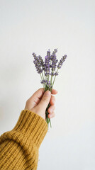 A hand holding a small bouquet of fresh lavender flowers against a clean white background