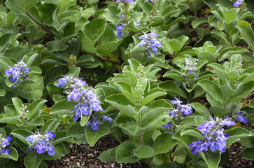 ハマゴウ　海浜植物
