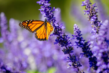 a close-up of a Monarch butterfly (Danaus plexippus) perched gracefully on a cluster of vibrant...