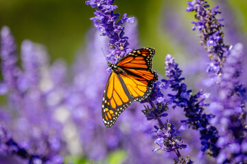 Obraz premium a close-up of a Monarch butterfly (Danaus plexippus) perched gracefully on a cluster of vibrant purple flowers, natural purple background and bokeh