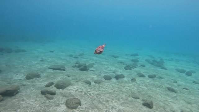 Small Hawaiian pufferfish whitespotted (Canthigaster jactator) swimming gently in a blue sea at mid-height