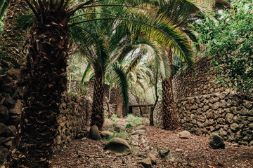 An alley surrounded by palm trees and stone walls.