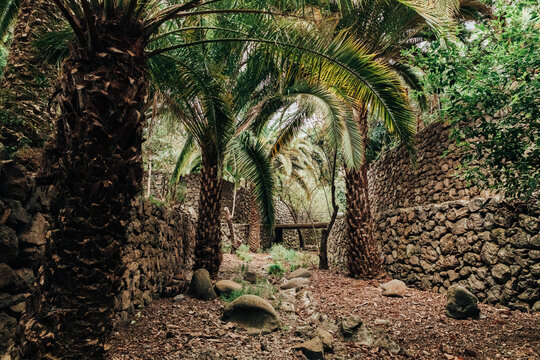 An alley surrounded by palm trees and stone walls. - Powered by Adobe
