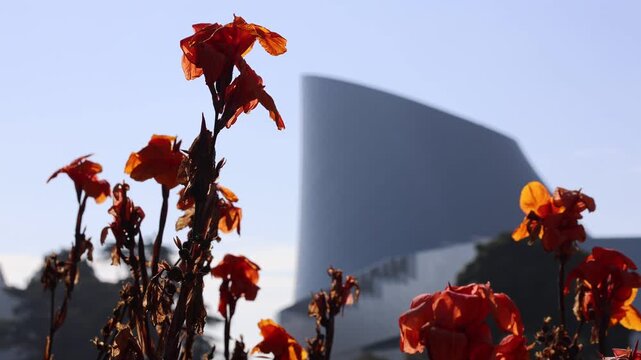 Exposition Park Flowers With Building Los Angeles
