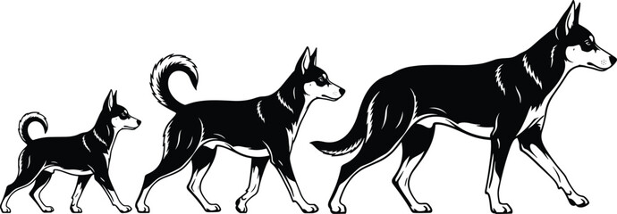 Dog Growth Stages Vector Illustration, Puppy to Adult Canine Development Silhouette Set, Breed Progression Graphic, Black and White Template for Veterinarian, Pet Care, and Breeding Designs. © MstShahanaz
