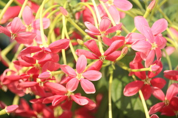 Ceguk flower (Combretum indicum) is a shrub with creeping or elongated roots originating from Myanmar.