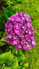 close up of hydrangea flowers,hortensia or pancawarna, which are pinkish purple