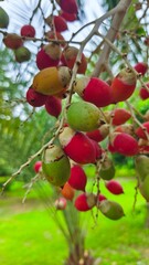 close up of red palm fruit on the tree
