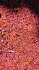 Delicate Pink Flower Petals Fallen on the Ground Creating Natural Romantic Texture Background for Design