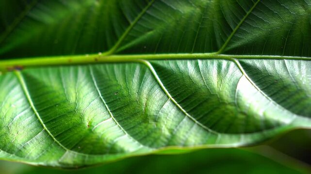 Close up of a vibrant green leaf revealing intricate vein structures