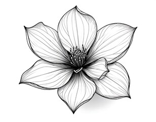 Obraz premium Elegant flower sketch with delicate lines forming petals and a complex center on white