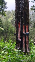 Pine Tree Resin Tapping Process in Natural Forest with Traditional Method Showing Sustainable Forestry Practices