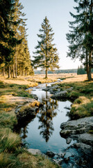 Single Pine Tree Reflected in Rocky Forest Stream in Sunlit Mountain Meadow