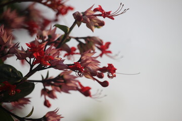 The betel leaf plant ( Red Clerodendrum thomsoniae) is a type of climbing ornamental plant belonging to the Lamiaceae family (formerly included in Verbenaceae) originating from tropical West Africa.