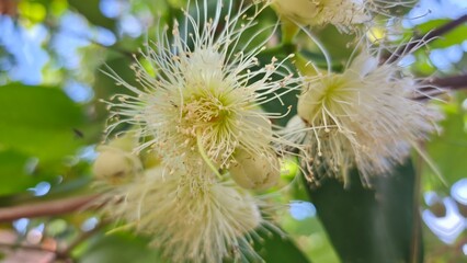 the flowers of the water apple tree bloom and become fruit
