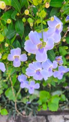 Thunbergia grandiflora or Bengal clockvine, Bengal trumpet, blue skyflower, blue thunbergia