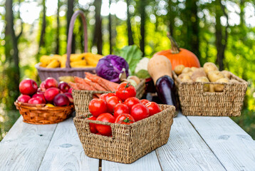 Garden farming and harvesting. Summer or autumn farm. Vegetable harvesting. Tomato organic healthy vegetable. Gardening agriculture cultivation, copy space. Organic tomato food. Harvest of vegetable