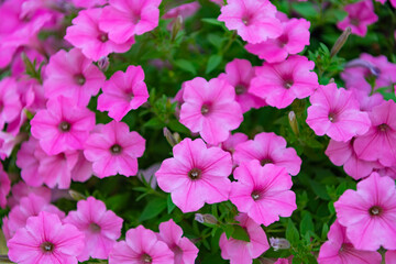 Vivid petunia garden flower growing. Petunia flower in nature. Summer nature aroma. Vivid inflorescences of flowering plant. Flower of petunia. Flowering background. Petunia blossom