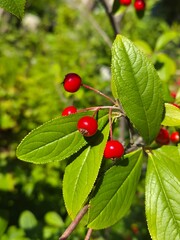Obraz premium red fruits on the tree