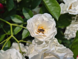 white rose flowers with a bee