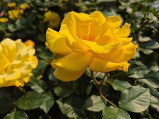 yellow rose flowers