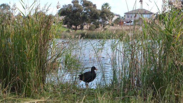 Dusky Moorhen standing among tall wetland reeds beside a suburban waterway at Skeleton Creek, Altona Meadows, Australia. Urban wetland wildlife, native Australian waterbird, ecological conservation