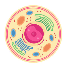 Detailed animal cell structure diagram with organelles for biology education, vector illustration
