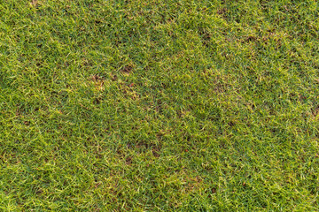 Green Grass Flat Lay Background Texture, Top Down View of Fresh Lawn with Copy Space