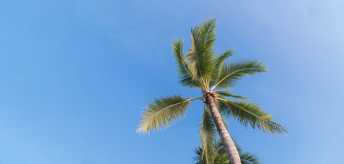 Coconut Palm Tree Low Angle View Against Bright Blue Sky, Tropical Summer Vacation Background