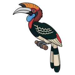Fototapeta premium great hornbill