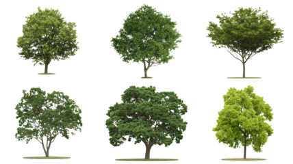Collection of six diverse deciduous trees with transparent backgrounds perfect for architectural visualization projects