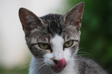 いたずらな表情の子猫が舌を出す