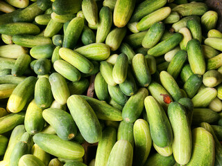 Fresh mini cucumbers for grocery and retail supply. Green cucumbers pile for healthy lifestyle branding. Organic cucumber harvest for food market business
