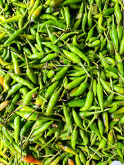 Small green bird chili for extreme spicy cuisine. Fresh green bird peppers for street food business. Hot green chilies for traditional cooking supply. Rawit hijau harvest for commercial spice trade
