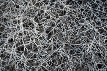 Abstract close-up view of dense entwined branches of dried thorny phrygana shrubs on scrubland the greek island of Paros