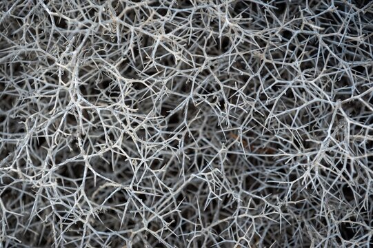 Abstract close-up view of dense entwined branches of dried thorny phrygana shrubs on scrubland the greek island of Paros