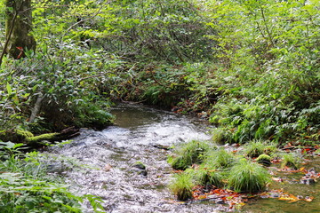 Obraz premium 鳥取県 日野郡 江府町 奥大山 木谷沢渓流
