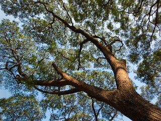 Bottom view of the branches of a tree against the blue sky.