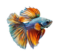 Colorful Betta Fish Underwater Displaying Vibrant Fins and Scales