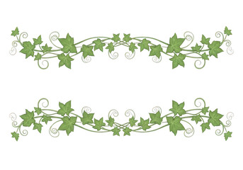 Botanical Ivy Creeper Fresh Stem isolated on white background